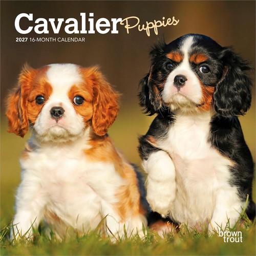 Cavalier king charles spaniel - cavalier,