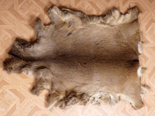 Beautiful deer fur roe - deer,
