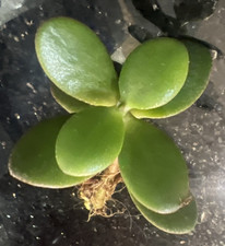 Jade Plant Money Tree