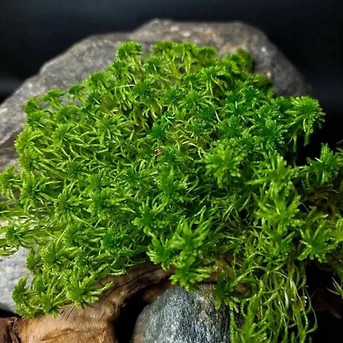 Live moss bundle - live, mixed
