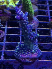 Blueberry Wine Acropora SPS