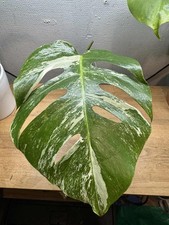 Monstera Albo Rooted Top