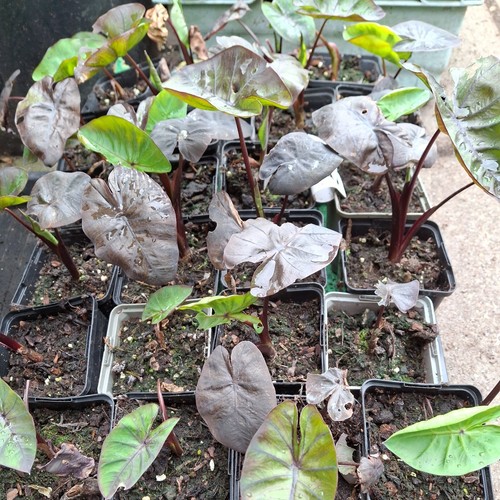 Colocasia black coral - colocasia, coral'