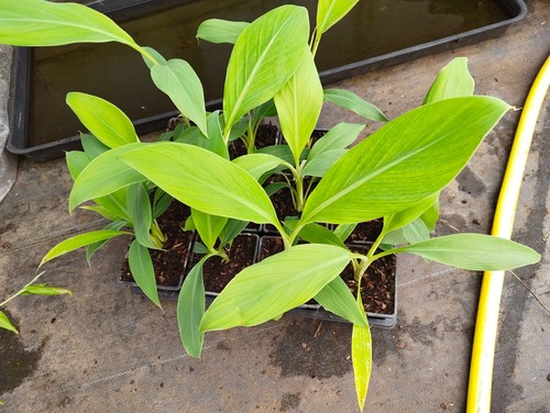 Musa balbisiana cm pot - -,