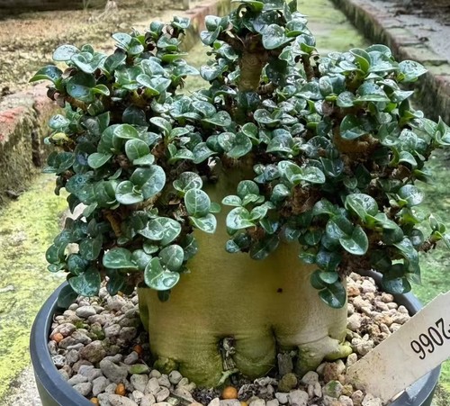 Sale rare cacti - plant, adenium