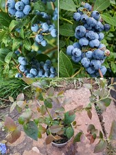1x Blueberry Plant