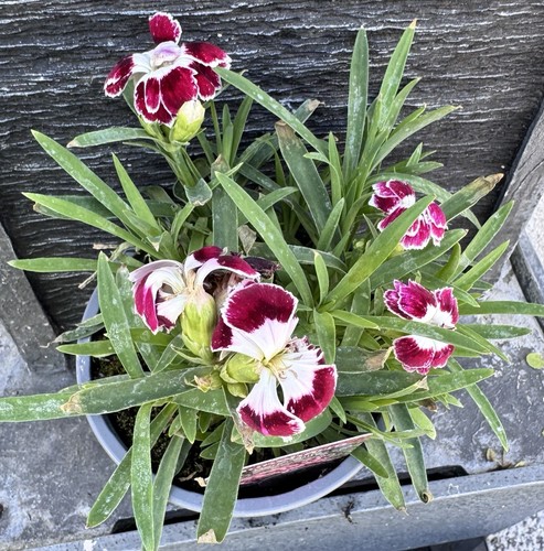 Dianthus suncharm - dianthus, ‘suncharm