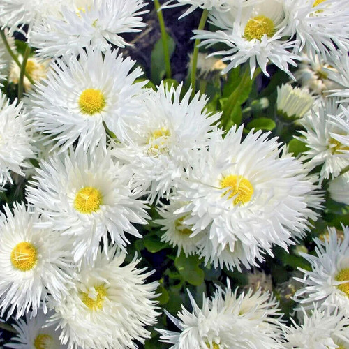 Eyed daisy chrysanthemum - ox-eyed,