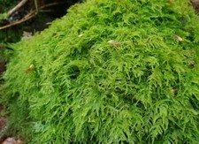 Live fern moss - fern,