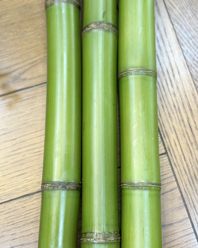 Fresh cut natural bamboo - fresh,