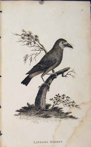 Original old antique print - original,