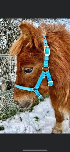 Foal fully adjustable nylon - foal,