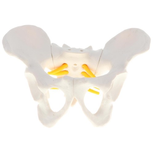 Skeletal model the - the, female