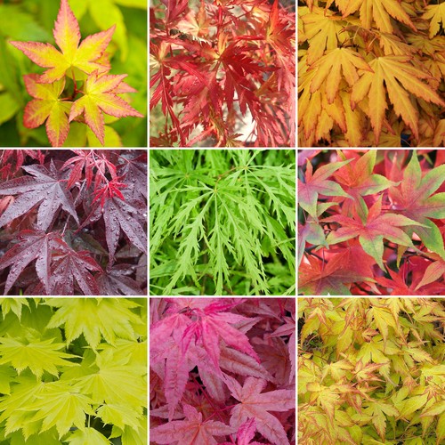 Acer trees japanese - x, |