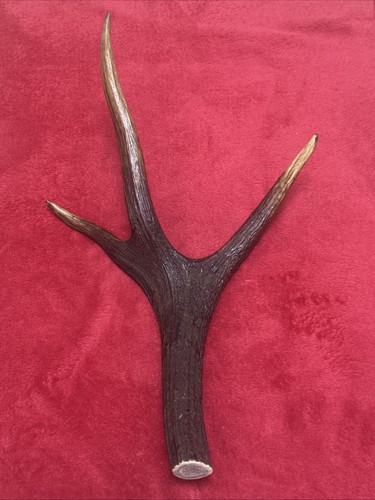 One piece deer antler - of,