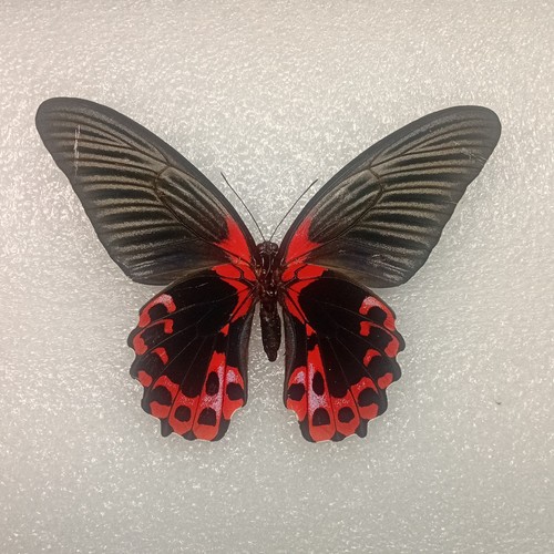 Scarlet mormon butterfly - scarlet,