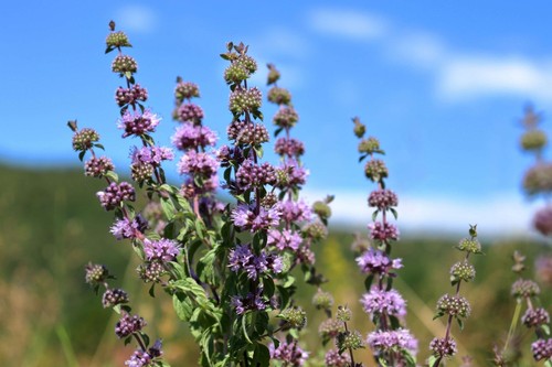 Mentha pulegium - , (pennyroyal)