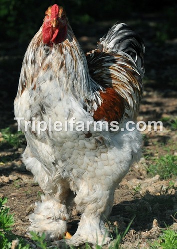 Giant large fowl - 6+,