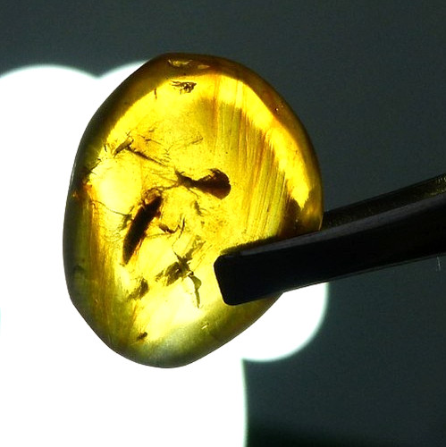 Beautiful baltic amber with - baltic,