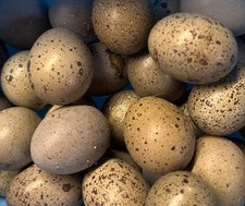 Button quail feeder eggs - quail,