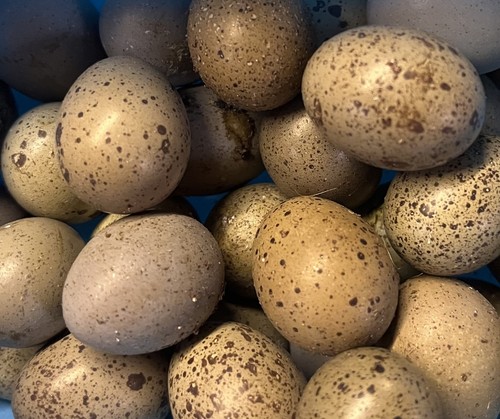 Button quail eggs - button,