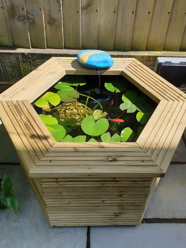 Raised garden pond aquatic - garden,