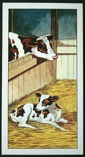 Guernsey cow calf - guernsey,