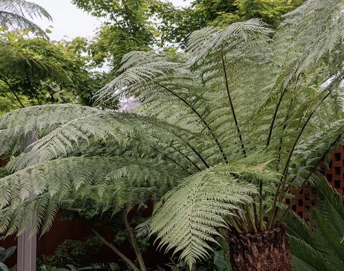 Shuttlecock fern plant - fern,