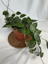 Hoya Parasitica Black Margin