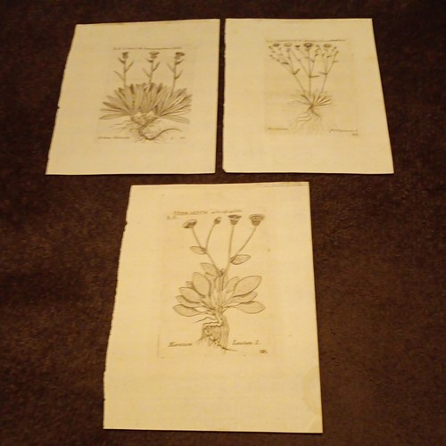 Botanical french engravings - botanical,