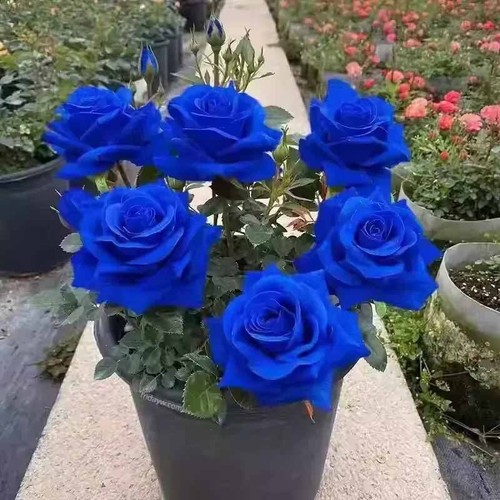 100pcs black rose seeds - seeds, garden