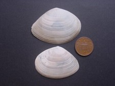 2 Scaldisian Pliocene Angulus benedeni Tellinidae Belgium