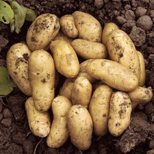 Seed potatoes Charlotte Easy