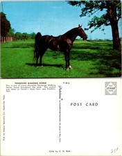 Tennessee Walking Horse