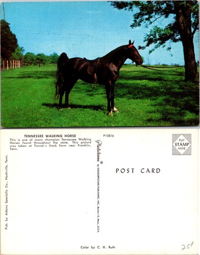 Tennessee walking horse - walking,