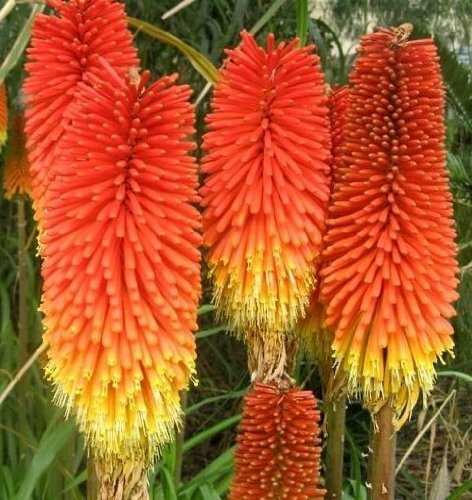 Kniphofia crown seeds red - kniphofia,