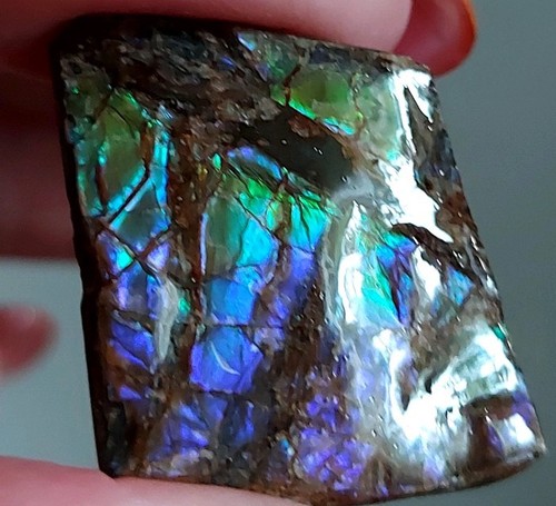 Canadian ammolite - 25, 22