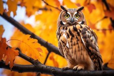 Owl Bird Canvas Picture Print