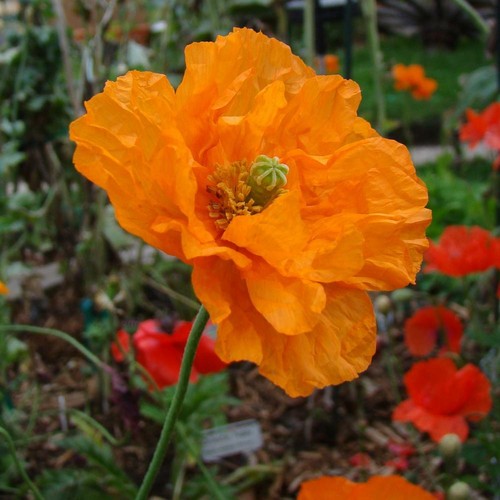 Papaver poppy flore pleno - papaver, (