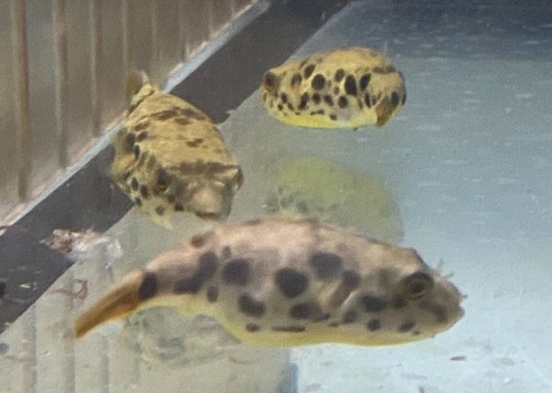 Live tropical fish spotted - live,