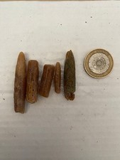 British belemnite fossil - british,