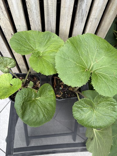Petasites japonicus giganteus - petasites,