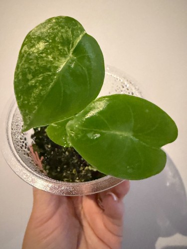 Alocasia pink dragon - alocasia,