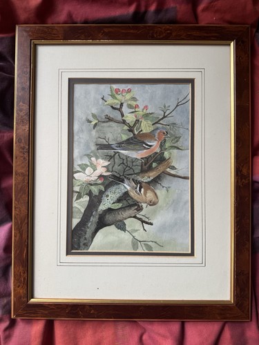 Chaffinches basil ede - chaffinches,