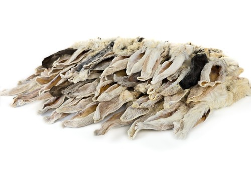 Herons rabbit ears - with,