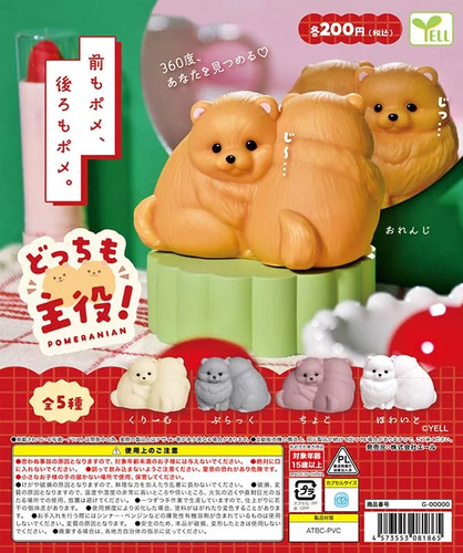 Both stars pomeranian dog - pomeranian,