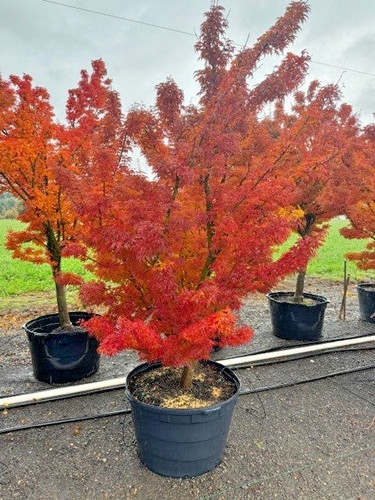 Acer palmatum shishigashira - palmatum,