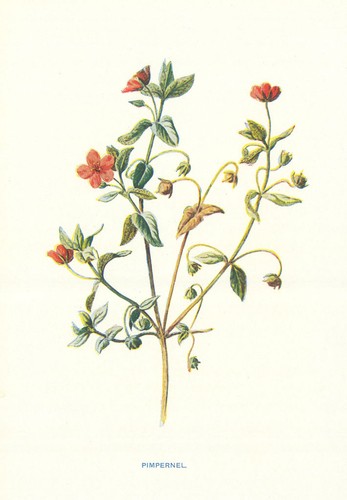 Pimpernel wild flowers - pimpernel.,