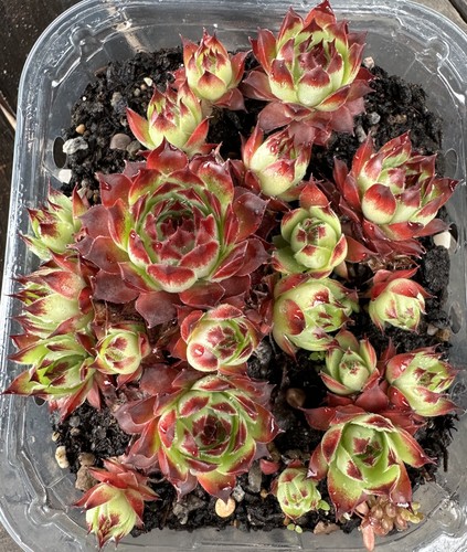 Sempervivum calcareum - sempervivum,