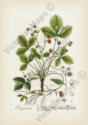 Wild strawberry antique - wild,